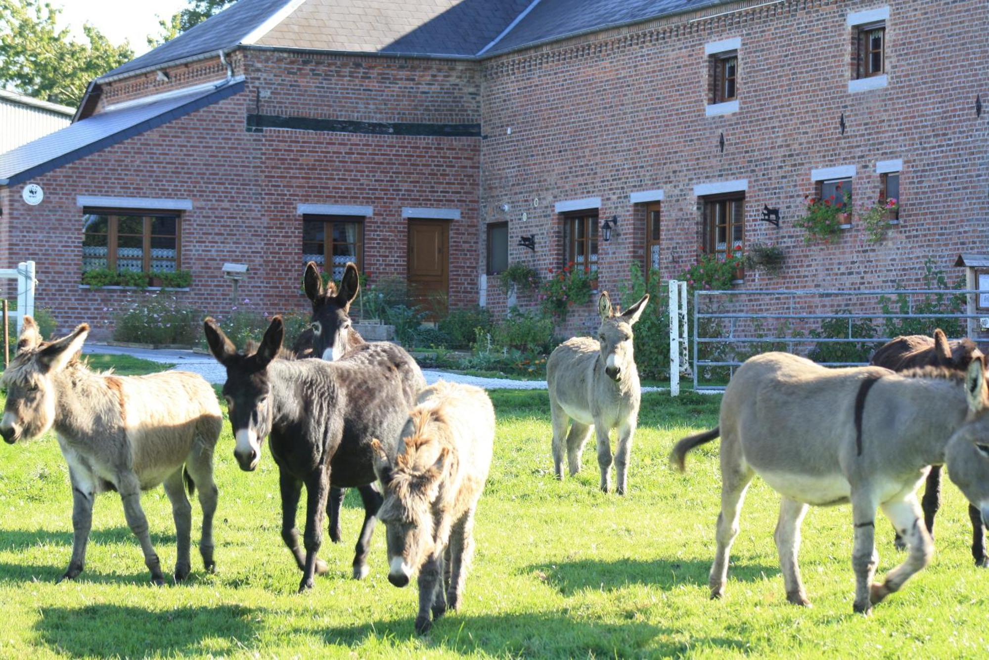 Bed and Breakfast Les Mout'Anes Saint-Hilaire-sur-Helpe Экстерьер фото