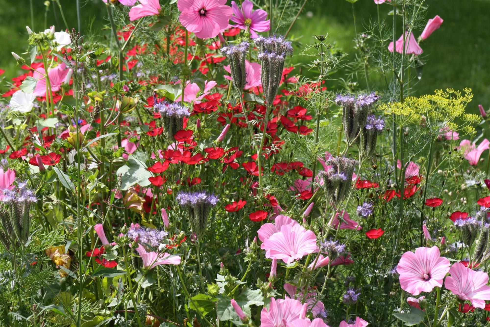 Bed and Breakfast Les Mout'Anes Saint-Hilaire-sur-Helpe Экстерьер фото